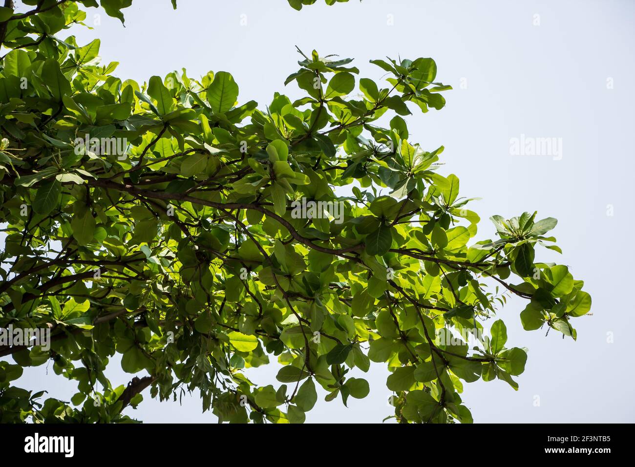 Green leaf of  Dipterocarpus tuberculatus Roxb  tree Stock Photo