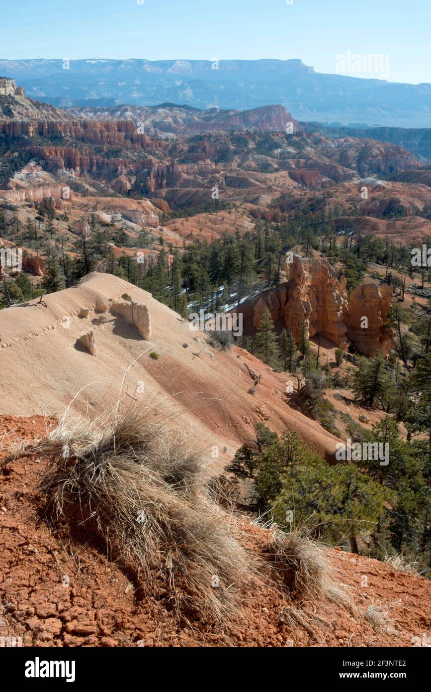 Bryce Canyon National Park, Utah, USA. Elevated view over the canyon floor. Stock Photo