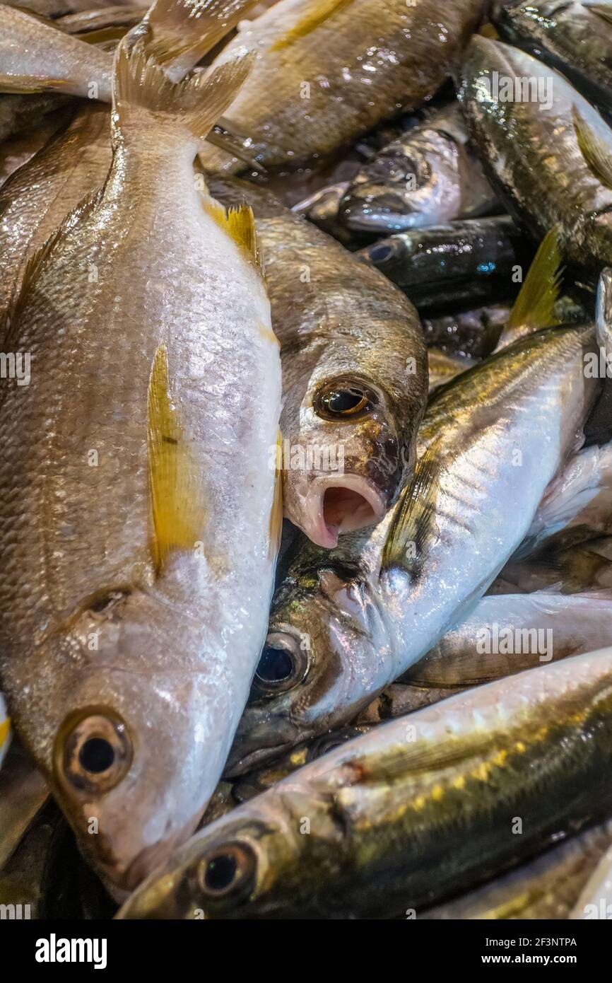 Mackerel Eye Close Up High Resolution Stock Photography And Images Alamy
