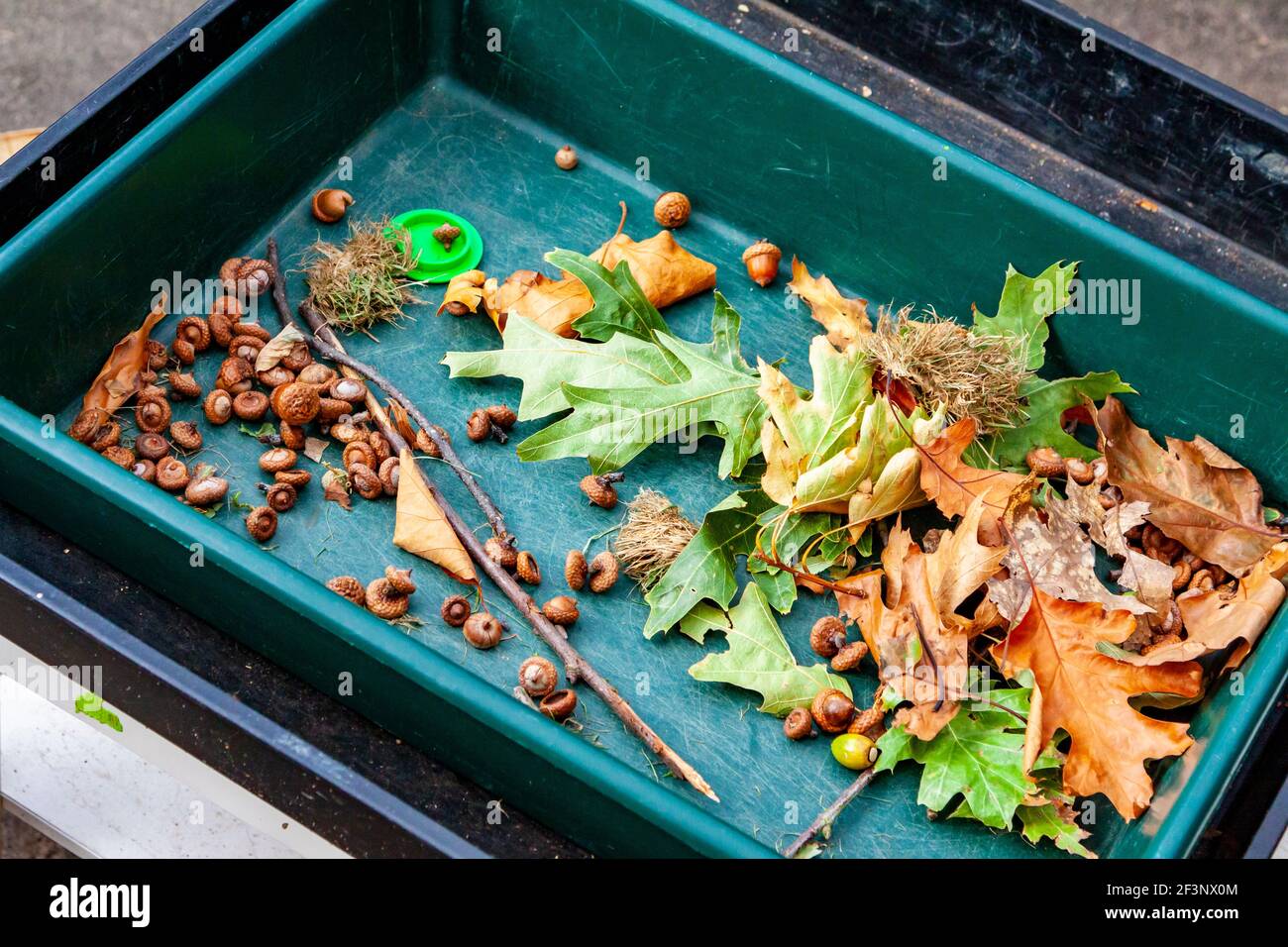 Plastic tray containing autumn leaves and acorns collected during an outdoor learning project about nature at a primary school. Stock Photo