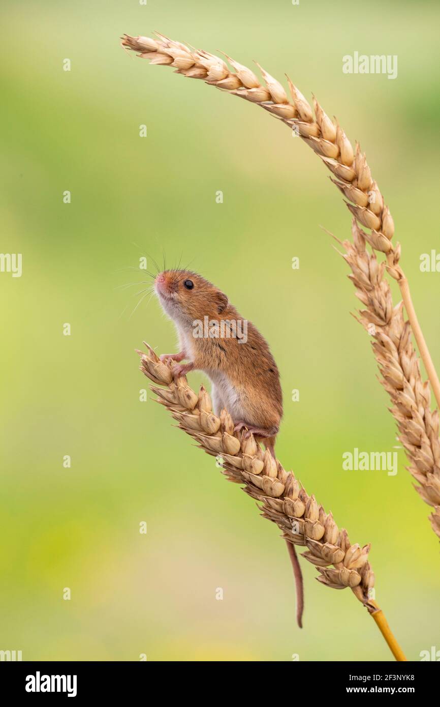 Harvest mouse (Micromys minutus), captive, UK Stock Photo
