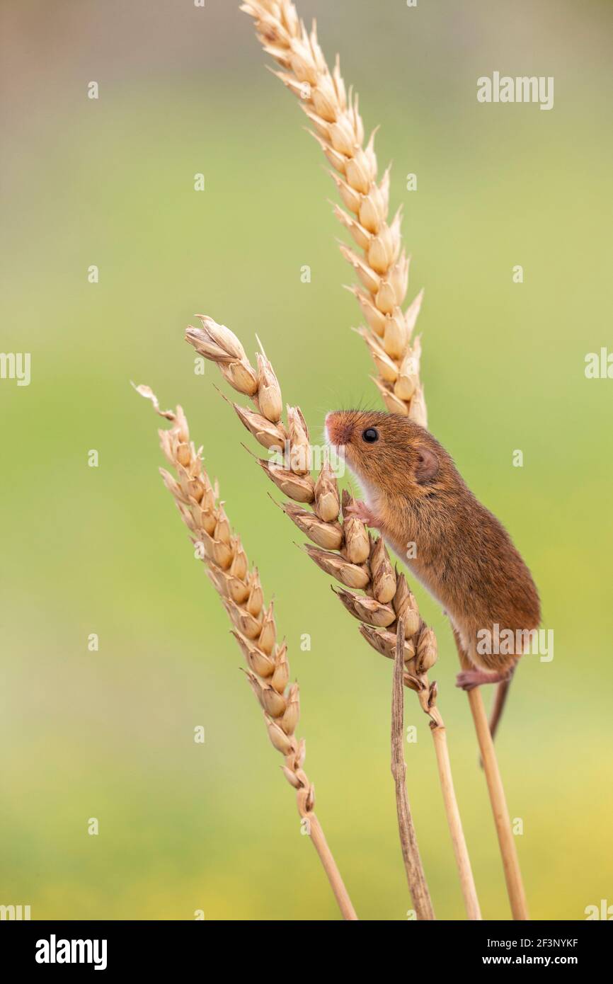 Harvest mouse (Micromys minutus), captive, UK Stock Photo