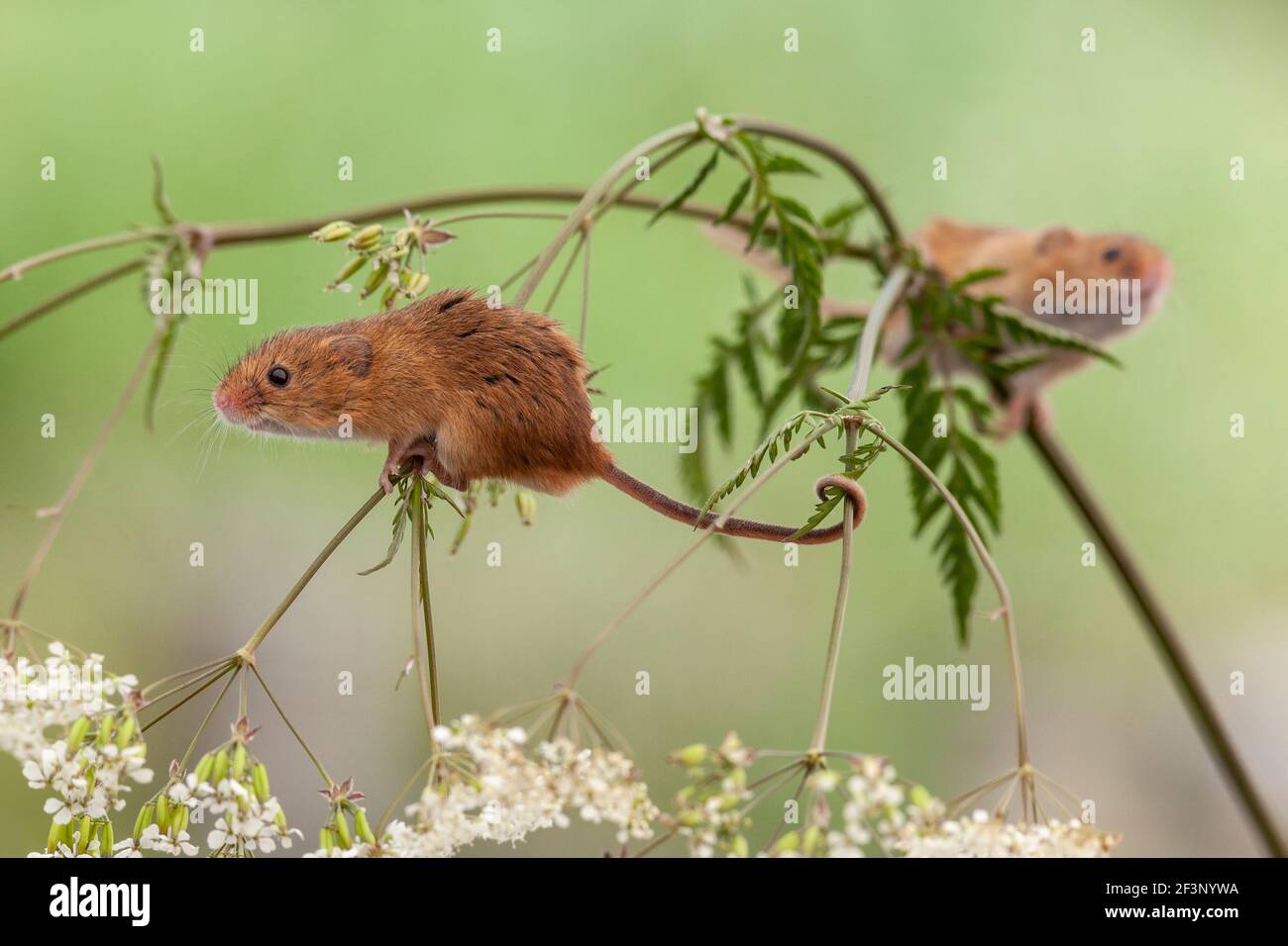 Harvest mice (Micromys minutus), captive, UK Stock Photo