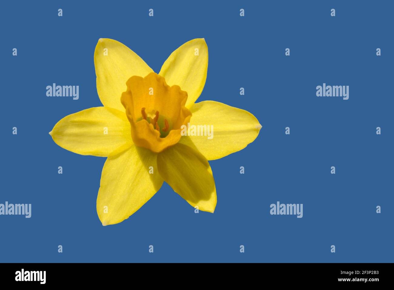 yellow narcissus flower isolated on blue background, copy space Stock Photo