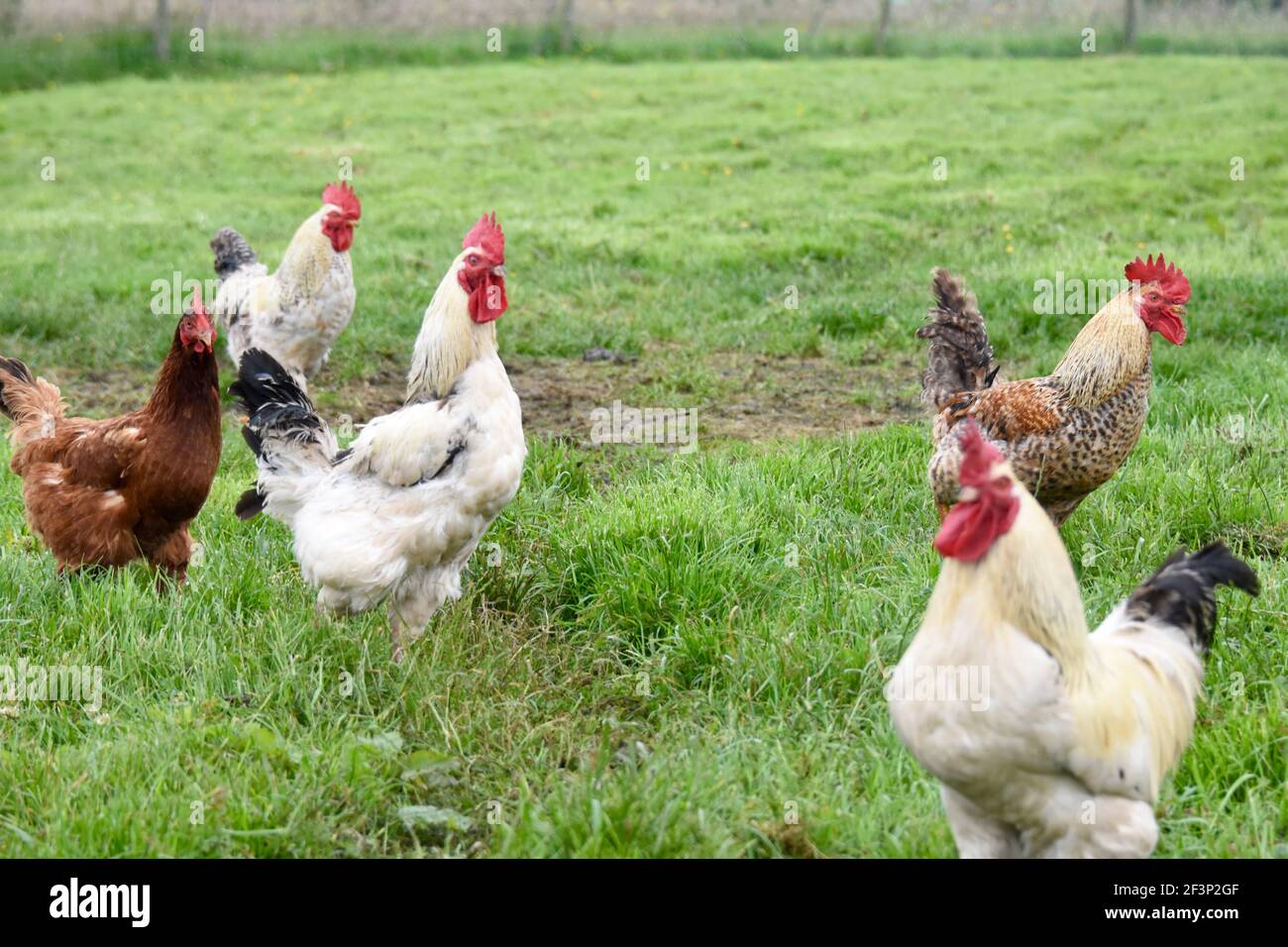 Farmyard hens Stock Photo