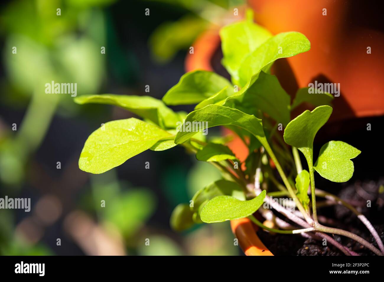 Macro closeup of green arugula small seedlings young plants in orange garden vertical container surface pocket with rich soil in spring Stock Photo