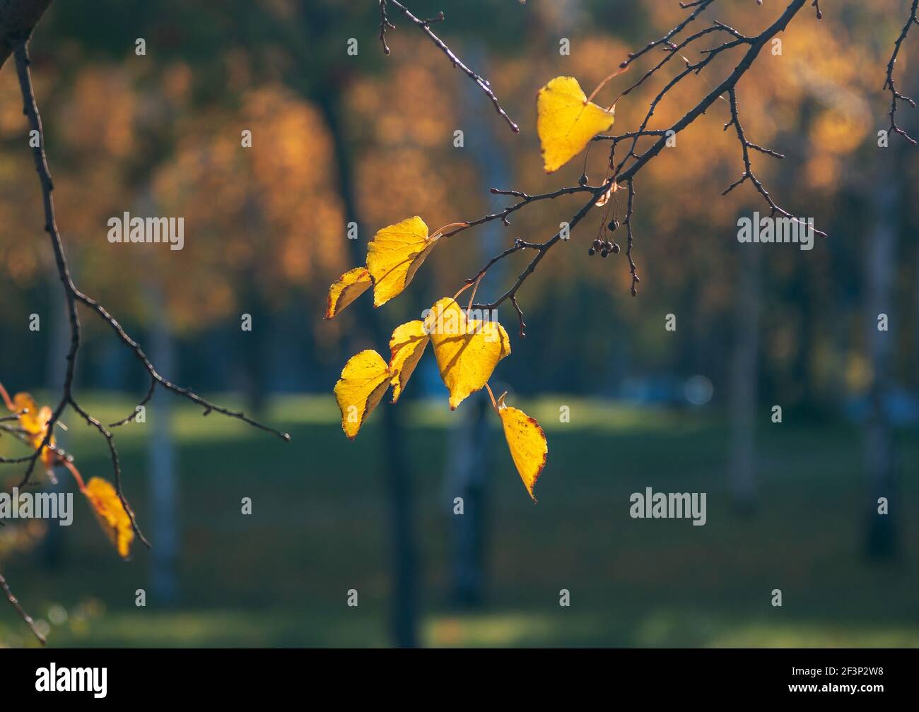 Golden tree leaves in sunlight hi-res stock photography and images - Alamy