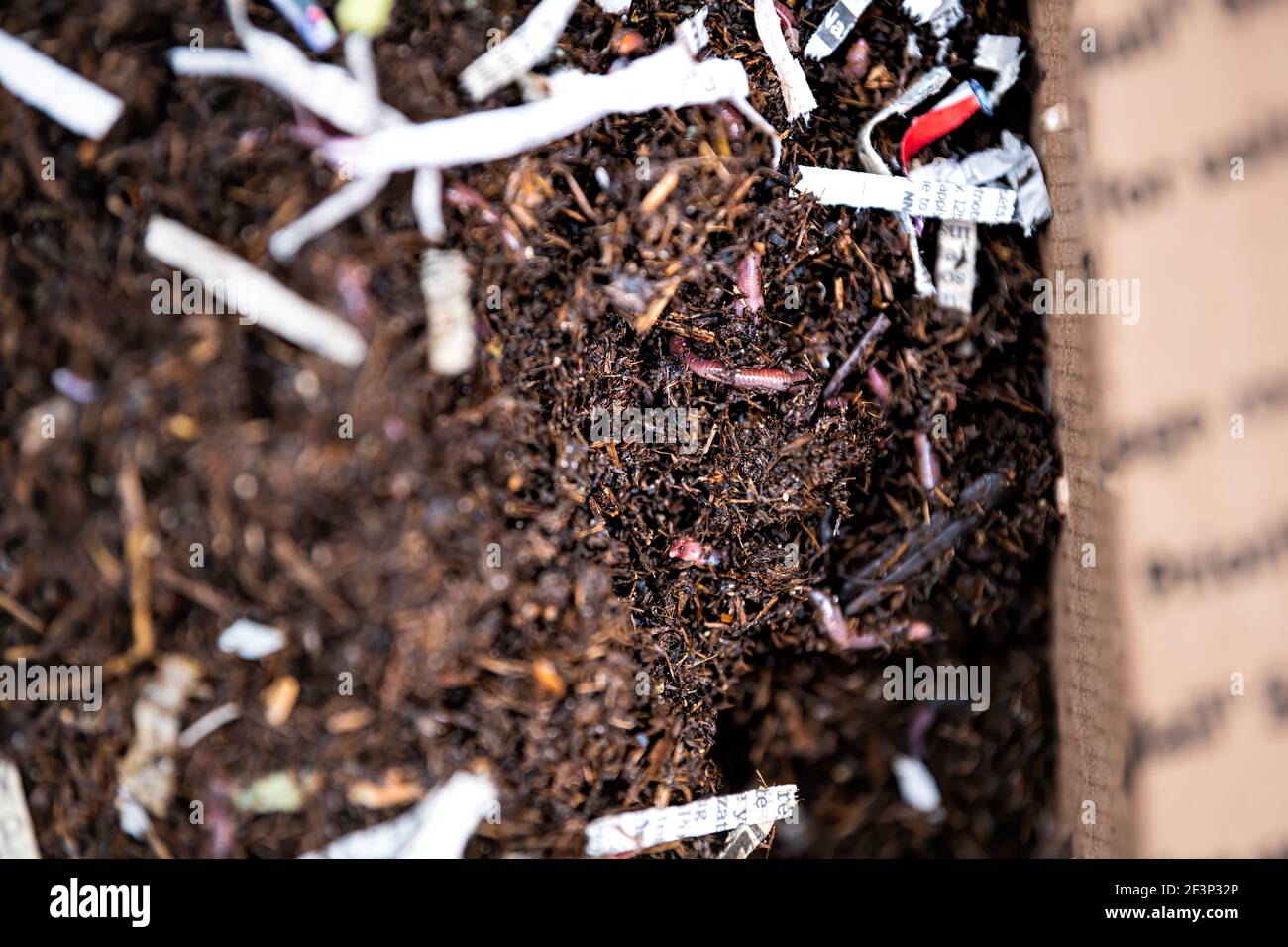 Macro closeup of live earthworms and red wigglers worms in mail post box package from online order in dirt soil Stock Photo