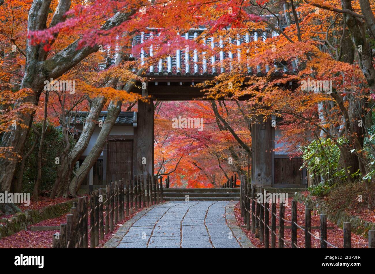 A telephoto view shows a traditional wooden gate roofed with kawara ceramic tiles amidst autumn foliage at Komyo-ji, a Buddhist temple in the southwes Stock Photo