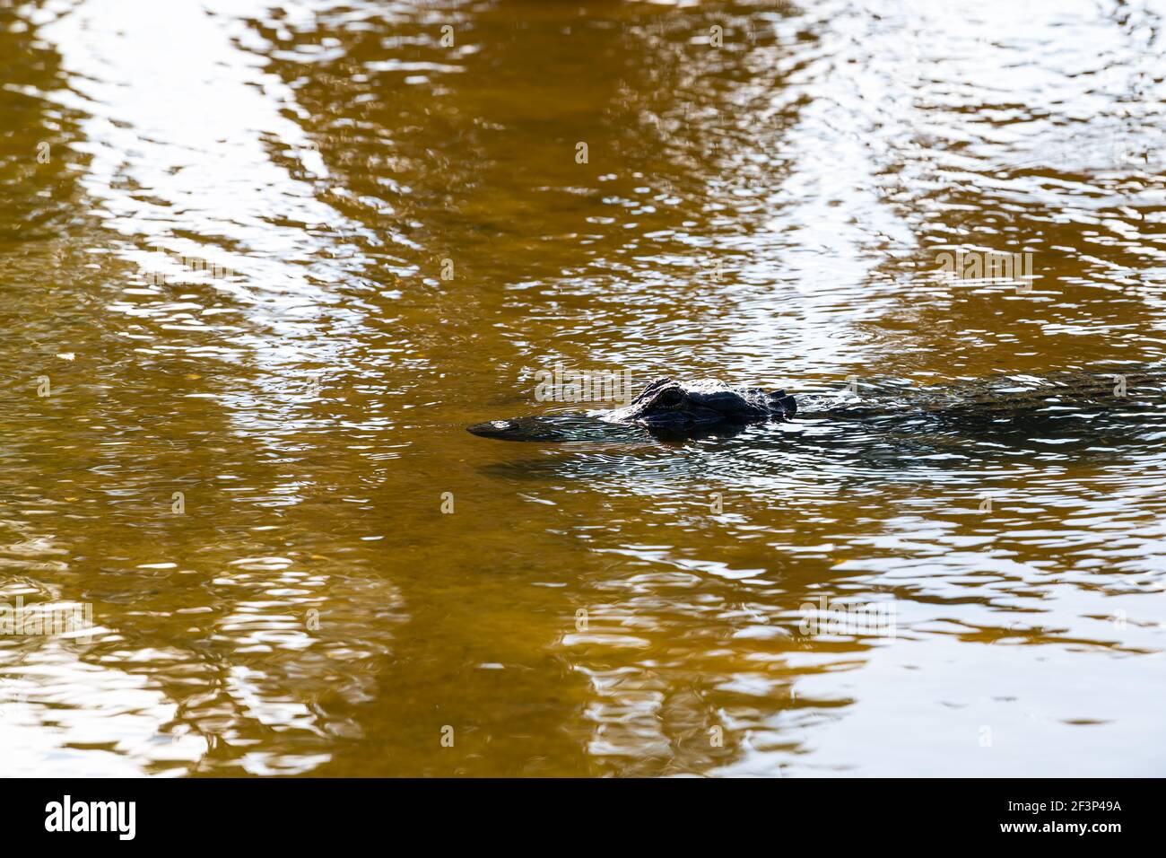 Closeup of one alligator in deep hole lake pond of Myakka River State Park, Sarasota, Florida swimming in water Stock Photo