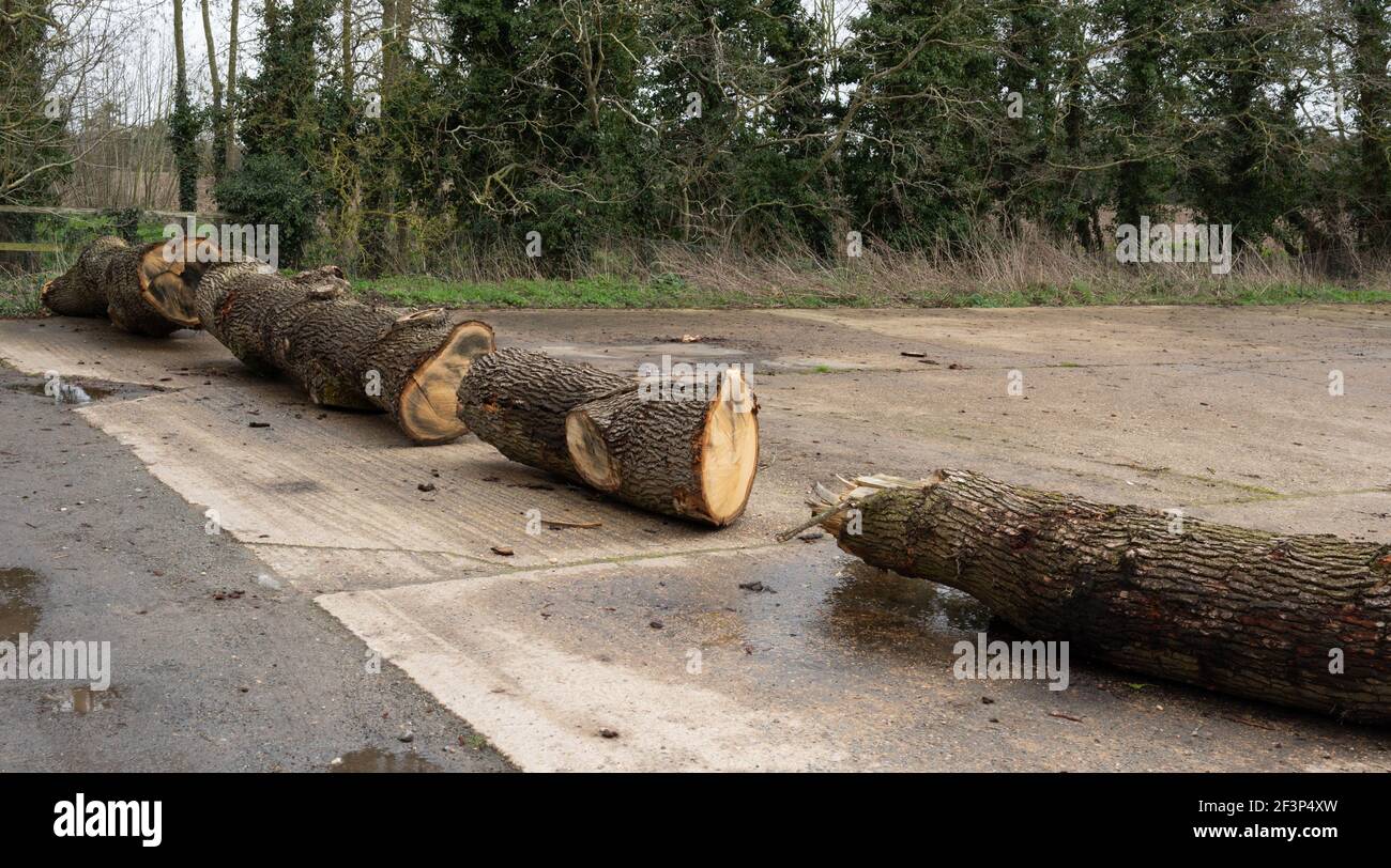 A number of large tree trunks laying across a large entrance of a farmers field Stock Photo