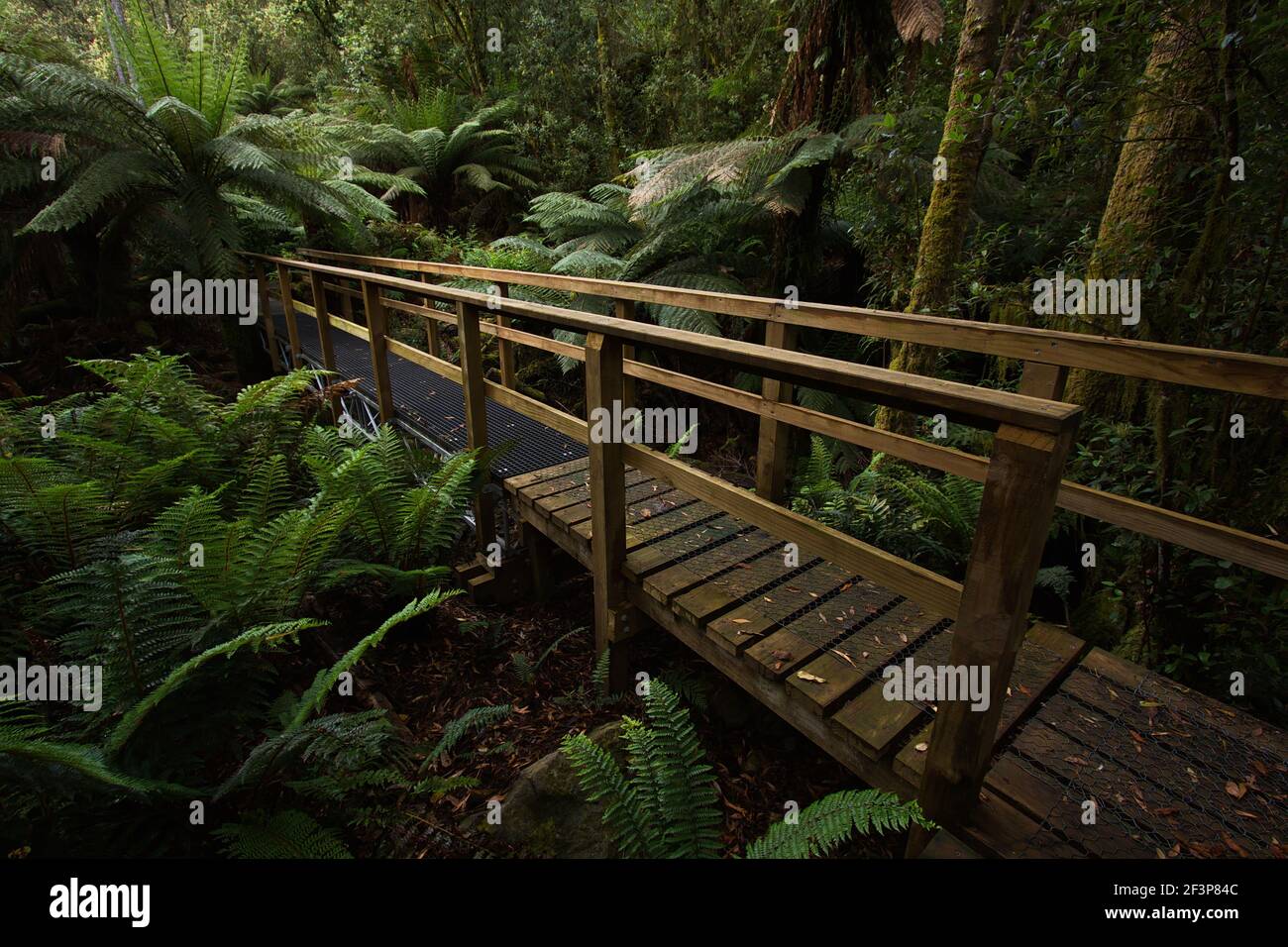 Hiking track in Notley Fern in Tasmania Stock Photo Alamy