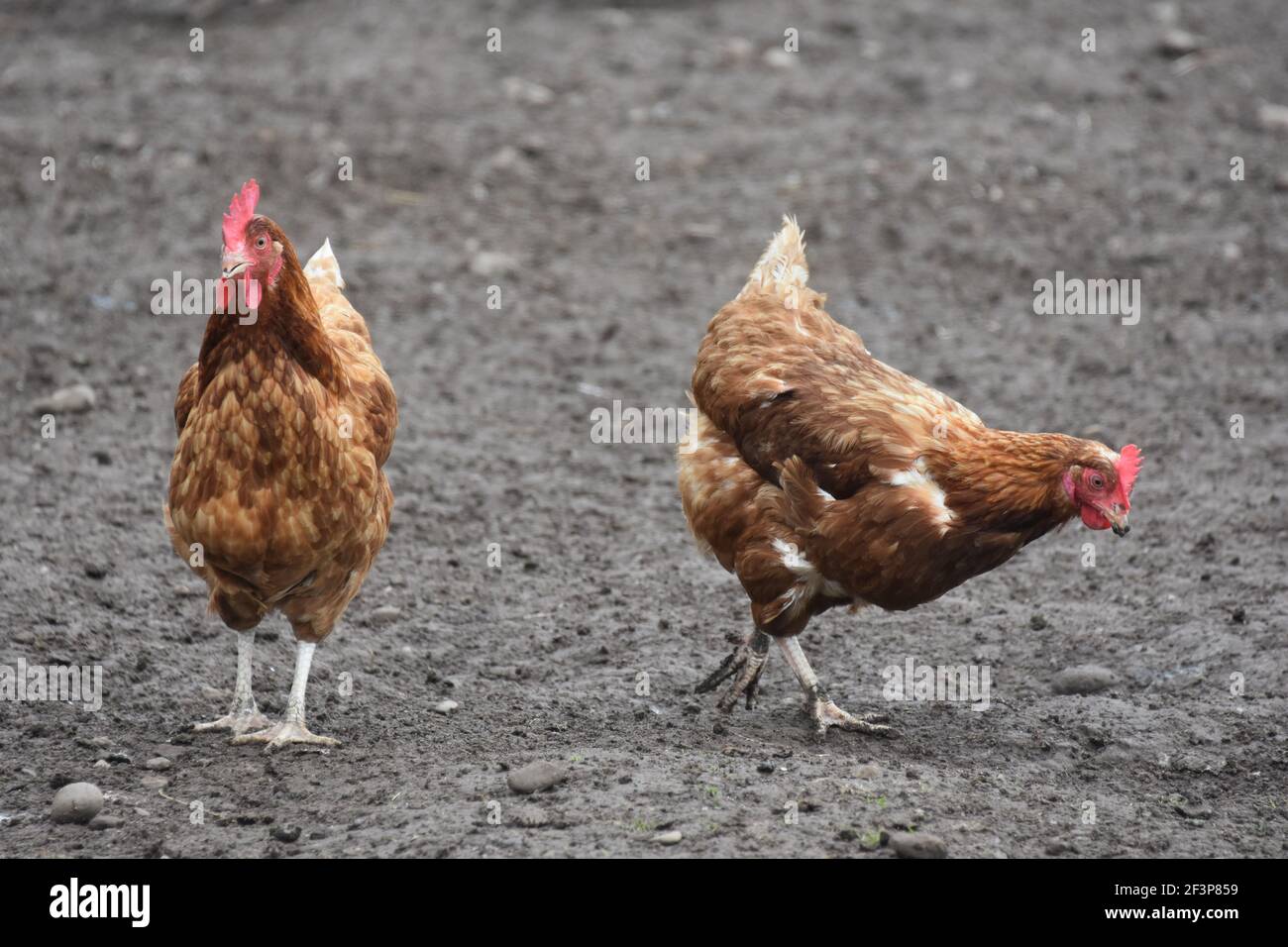 Farmyard hens Stock Photo