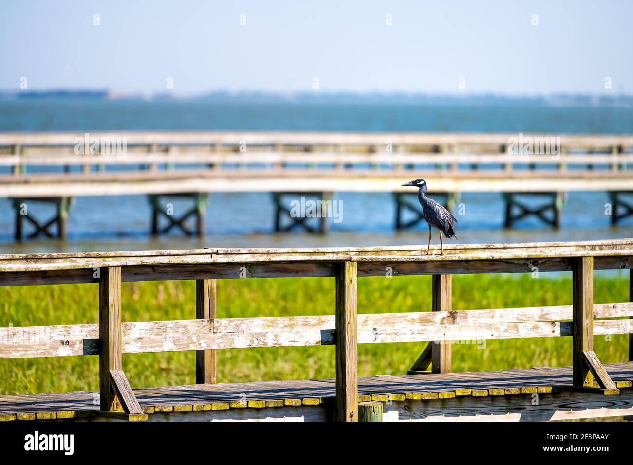North carolina coastal marsh and nature boardwalk hires stock
