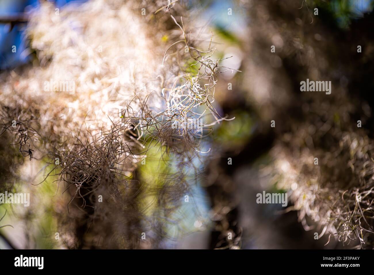 Southern live oak tree hires stock photography and images Alamy