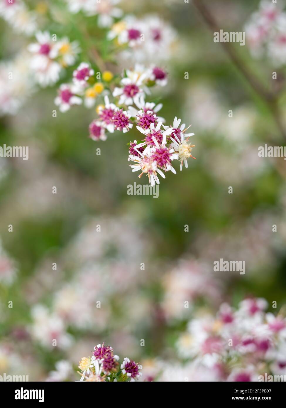 closeup of calico woodland aster flower Stock Photo