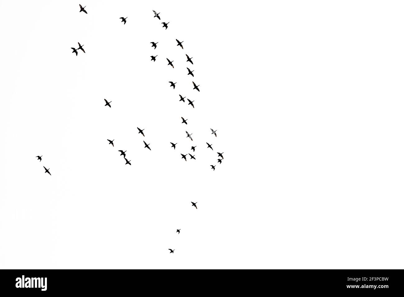 Flock of silhouetted ruddy Shelduck flying against white background. Stock Photo
