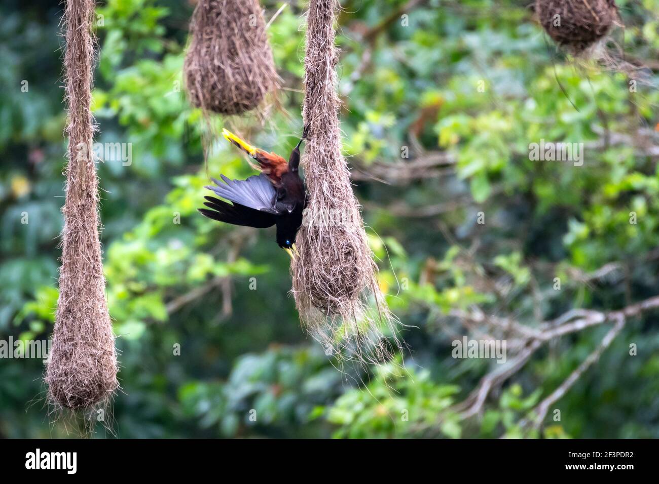 A Crested Oropendola on his nest in a Flaming Immortel tree. Bird with nest. Wildlife in nature. Stock Photo