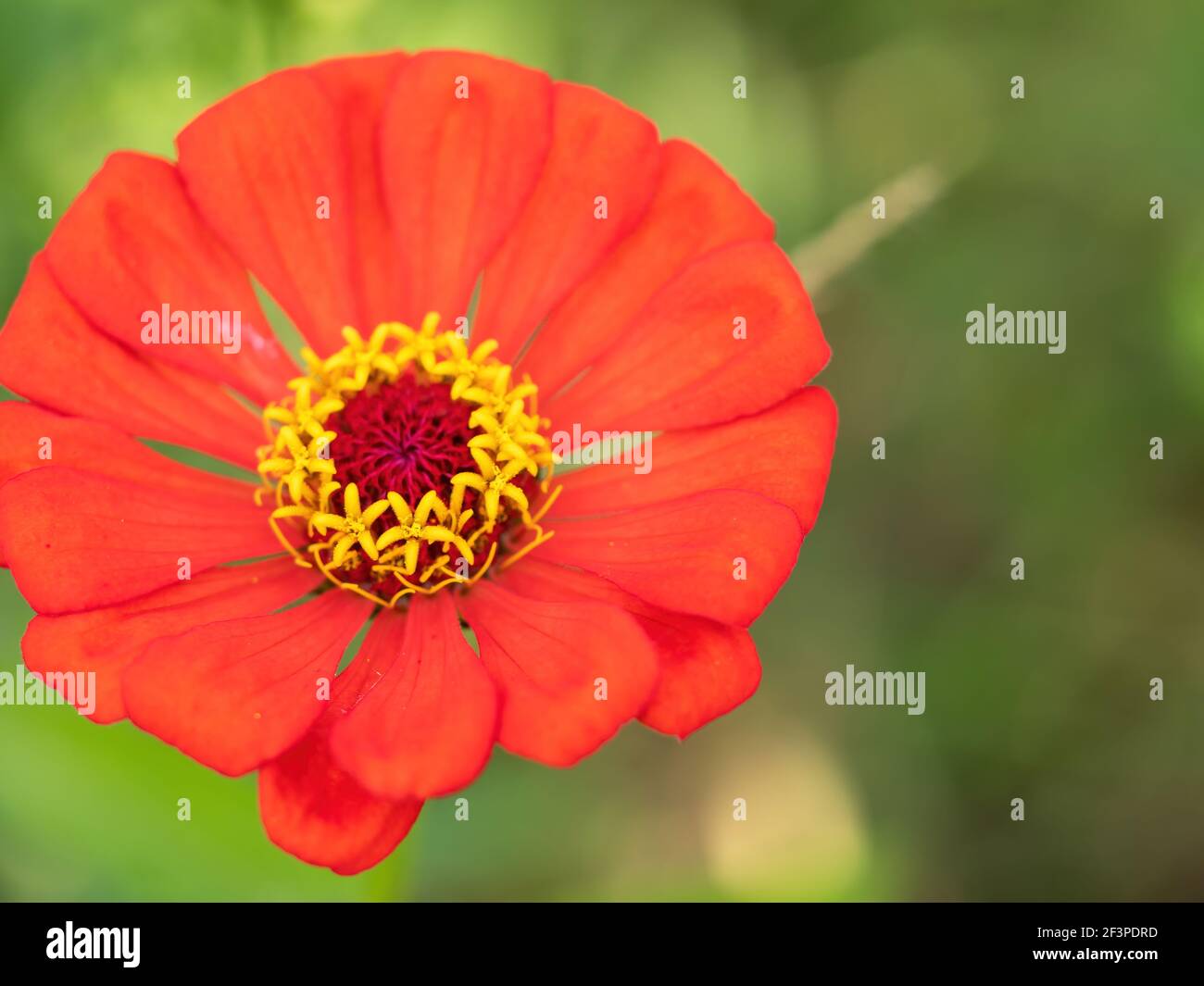 orange zinnia flower with yellow and red center closeup off-center Stock Photo