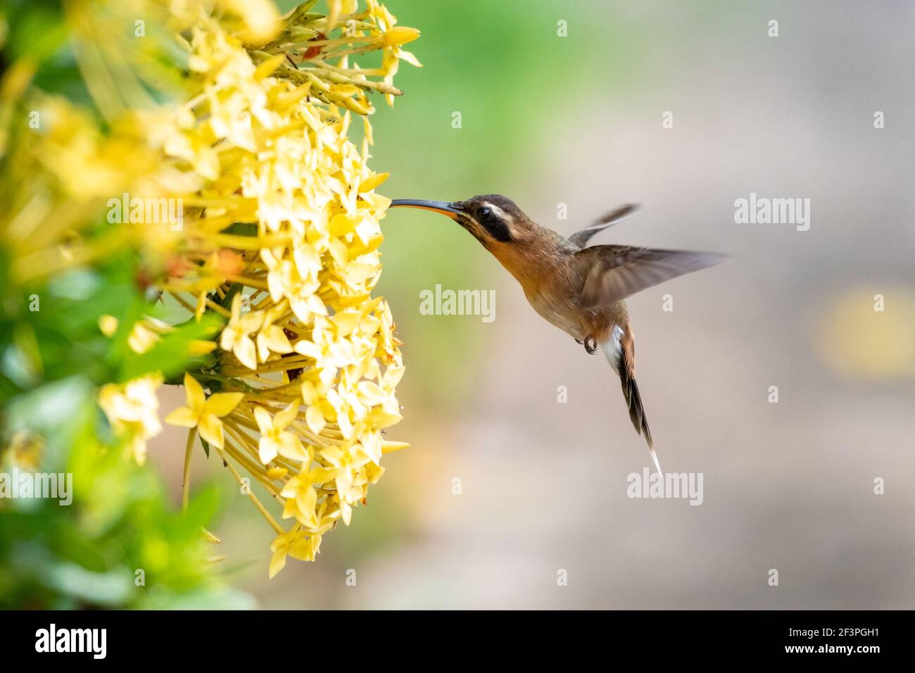 A Little Hermit hummingbird feeding on a yellow Ixora hedge in a tropical garden. Wildlife in nature. Stock Photo