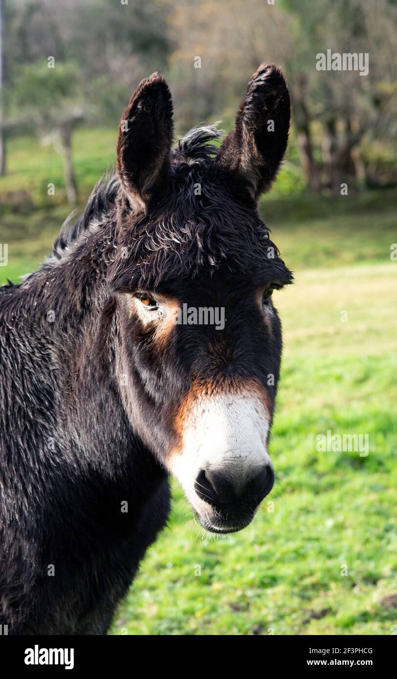 Portrait Domestic Donkey on the field Stock Photo