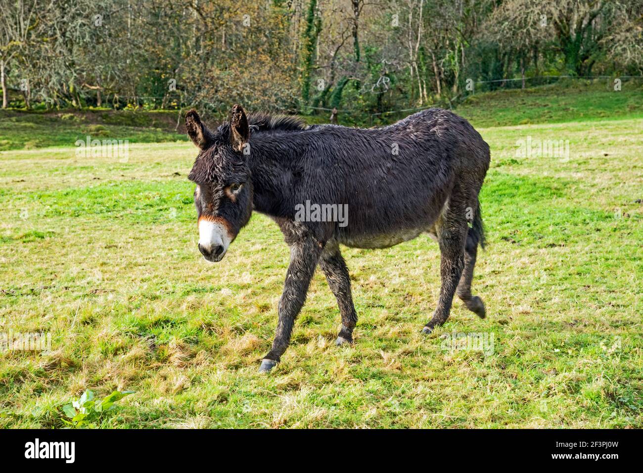 Portrait Domestic Donkey on the field Stock Photo