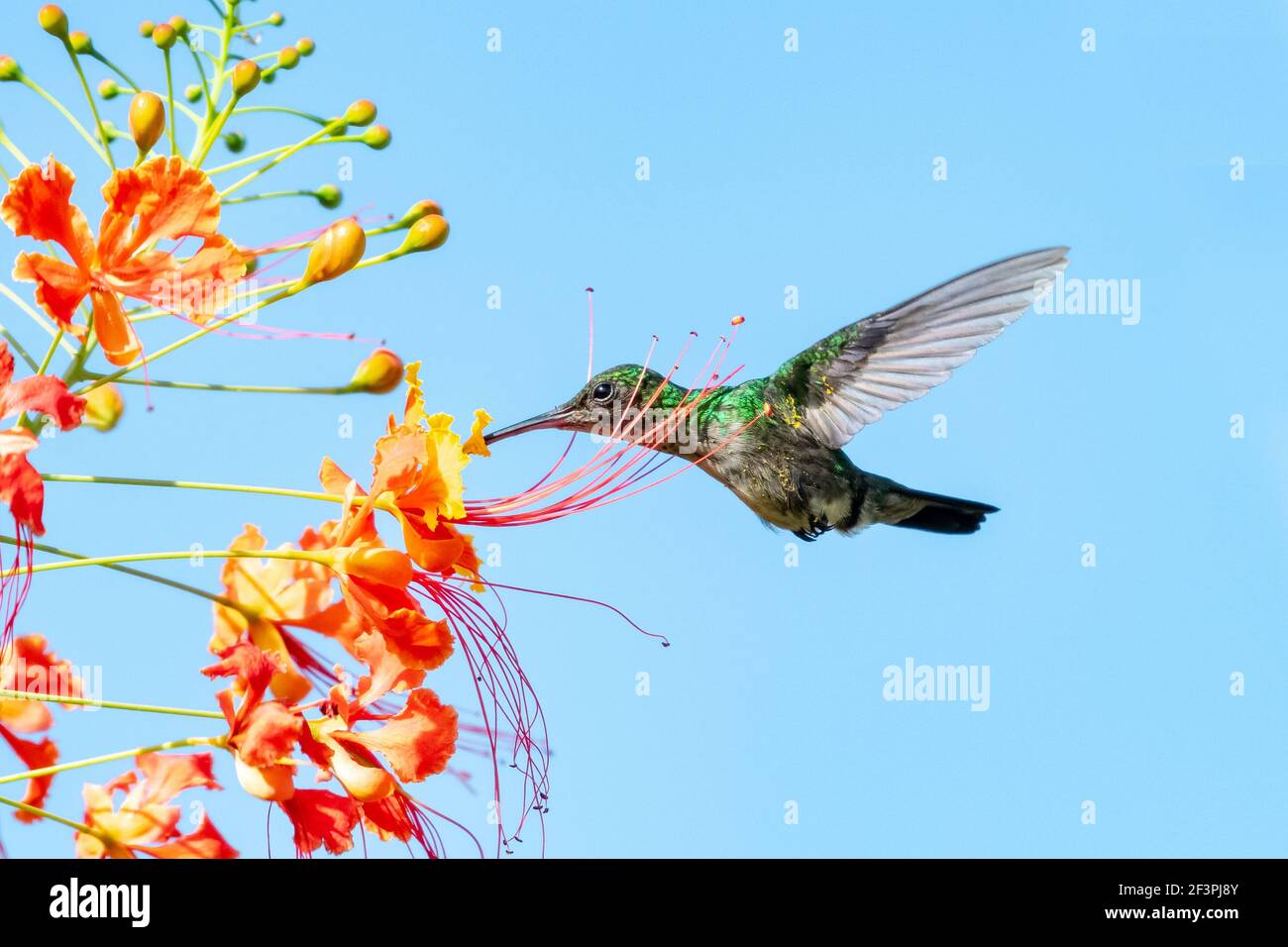 A Blue-chinned Sapphire hummingbird (Chlorestes notata) feeding on the Pride of Barbados flower with a blue background. Stock Photo