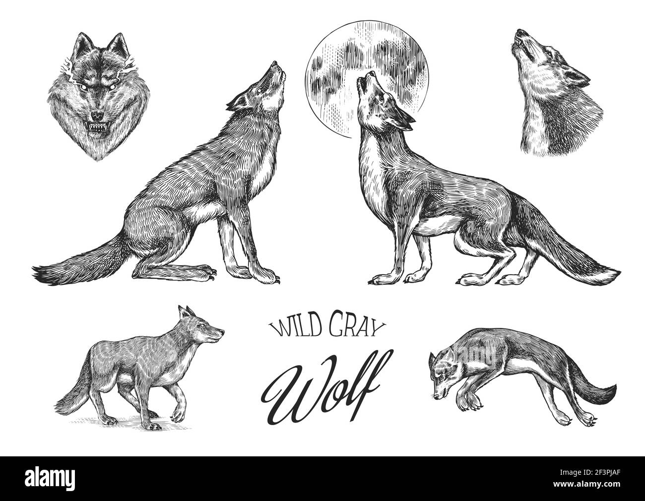 Gray wolf set. Gray wolf. A predatory beast. Wild forest animal. Vector