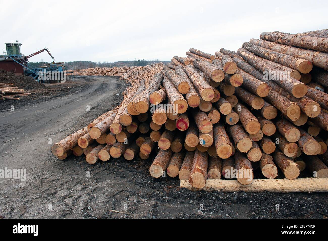 Logging industry showing pile of cut logs / trees / timber from pine