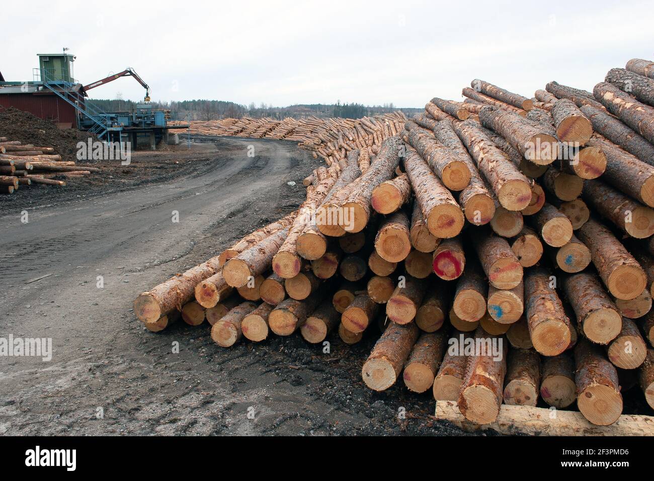 Logging industry showing pile of cut logs / trees / timber from pine forest,anhammar Sweden