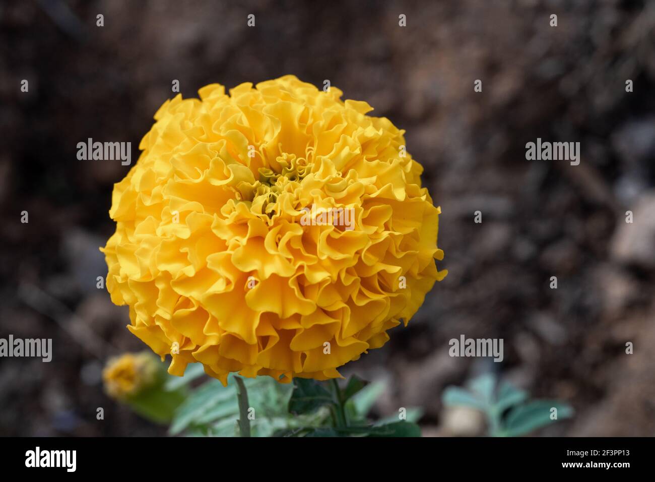 Single Yellow Marigold flower (Tagetes) in the sunflower family (Asteraceae) macro close up for spring flowers and concepts Stock Photo