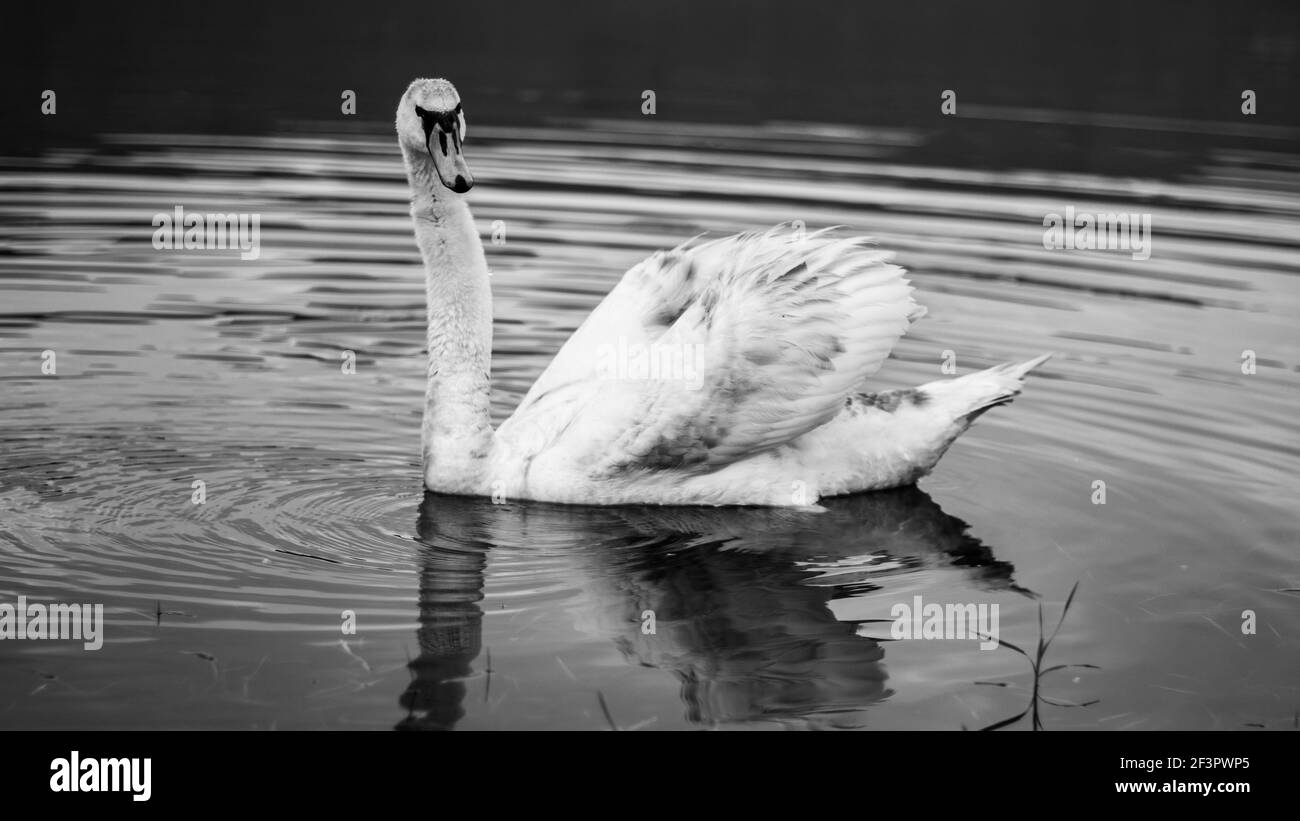 Black and white portrait of swan floating in a river with water ripples ...