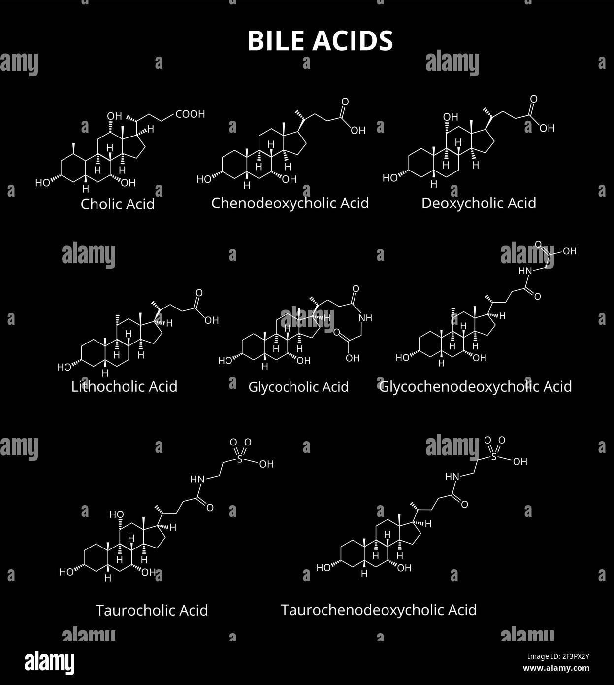 Bile acids set. Chemical molecular formula of bile acids. Vector