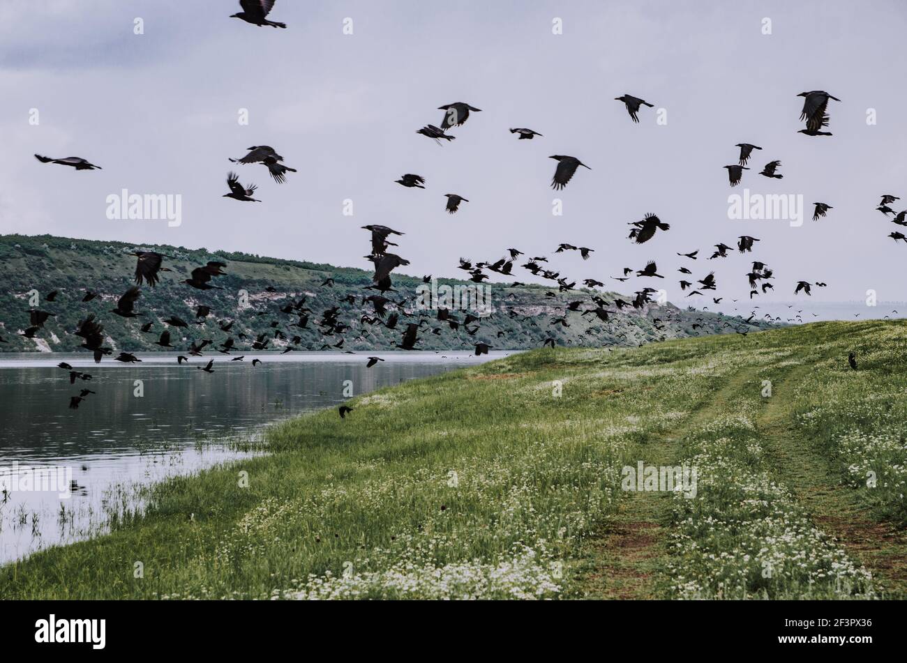 Wide angle cinematic shot of a flock of black crows taking off to fly on the river bank Stock Photo