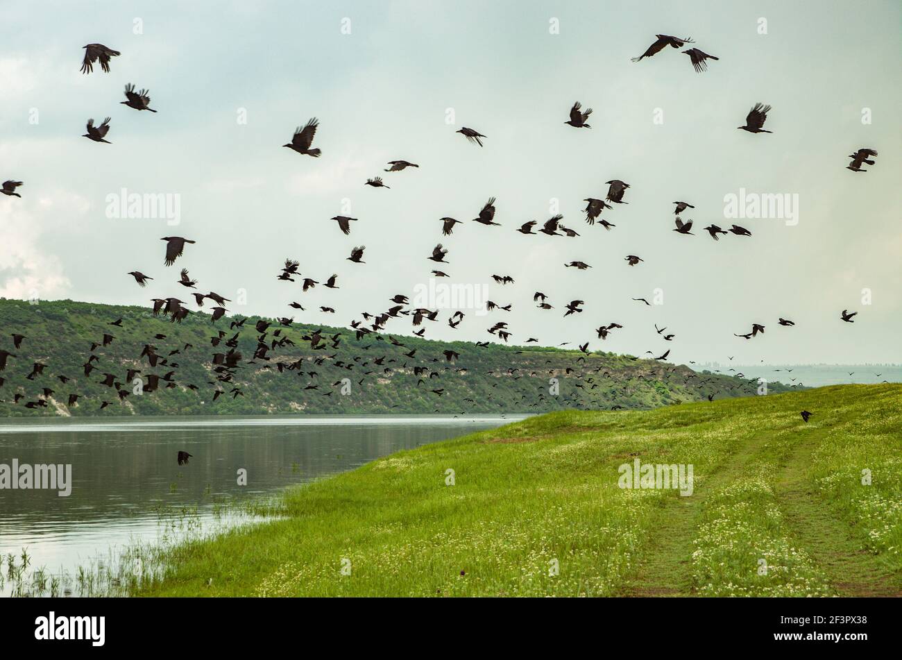 Wide angle cinematic shot of a flock of black crows taking off to fly on the river bank Stock Photo