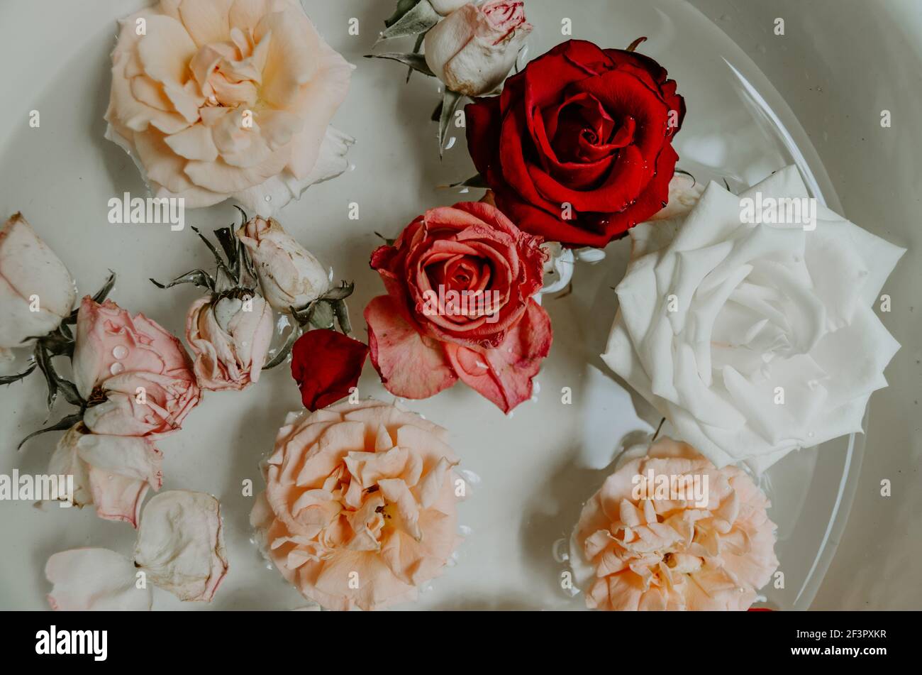 High angle close up view of half a bowl filled with pastel coloured composition of roses floating in water Stock Photo