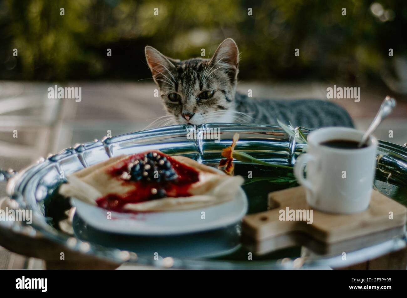 Domestic cat caught sneaking on a breakfast plate of crepes with blackberry jam on silver platter. Concept: funny moments with pets Stock Photo