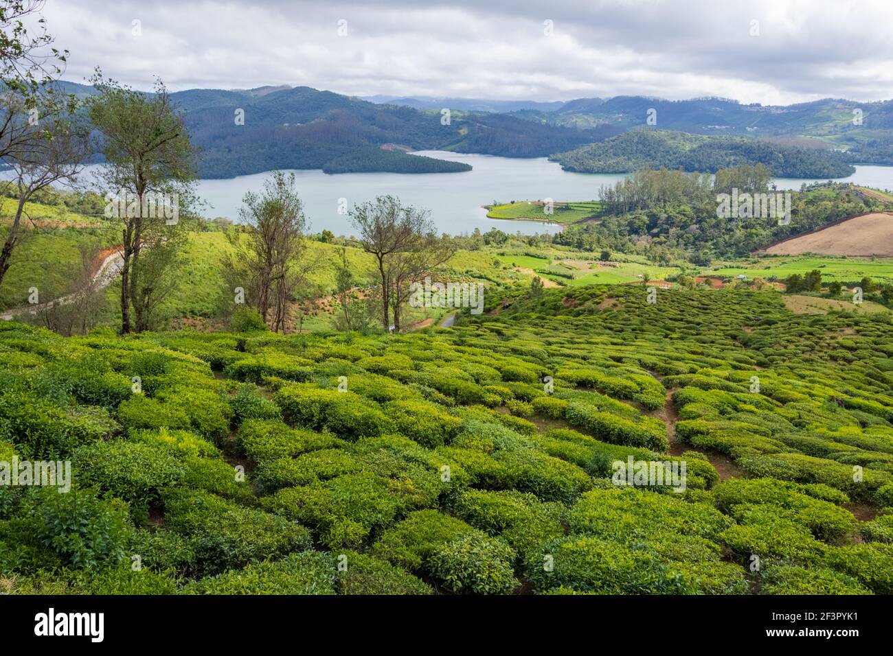 Tea Plantations and Beautiful Emerald Lake located at the outskirts of Ooty (Tamil Nadu, India) Stock Photo