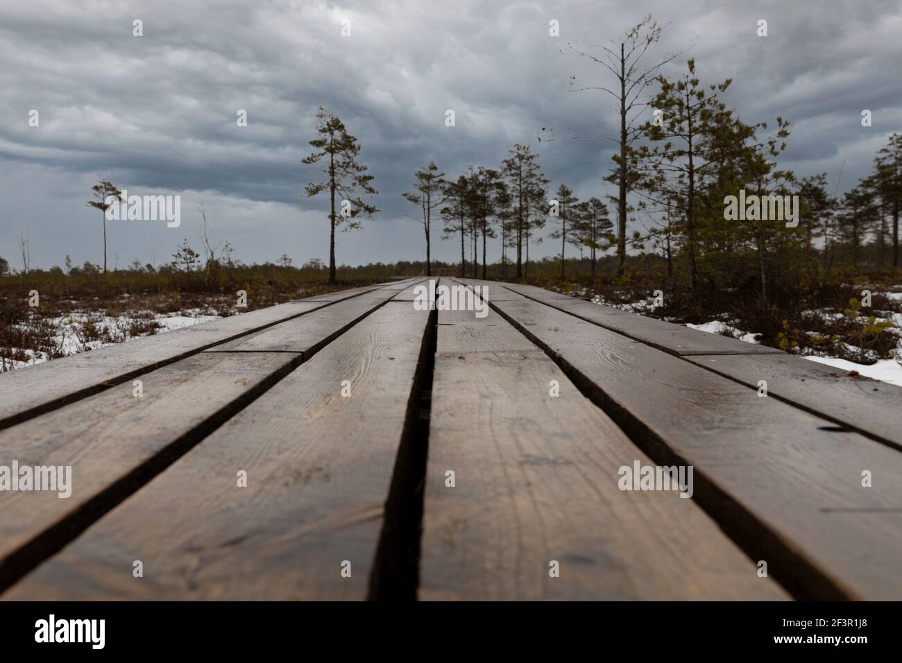 Close up of wooden pathway in a swamp with small trees and dramatic sky. Stock Photo