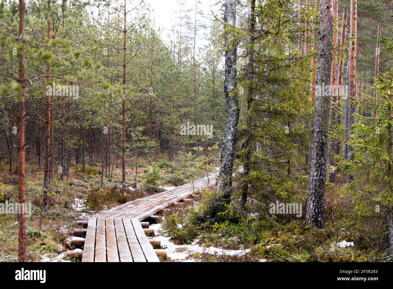 View of woods in a natural park with wooden pathway. Stock Photo