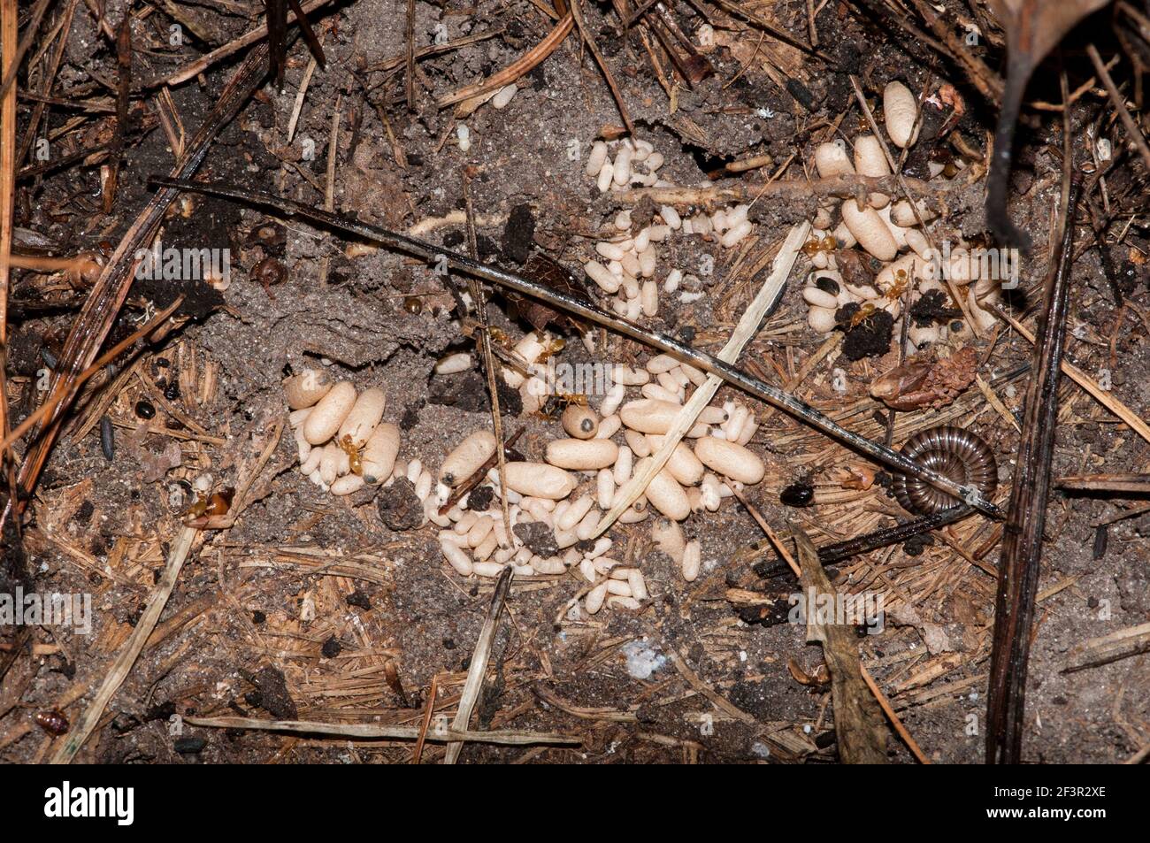 Vadnais Heights, Minnesota. John H. Allison forest. Colony of red ants with cocoon larvae, pupae. Large cocoons will become queen ants and the small c Stock Photo