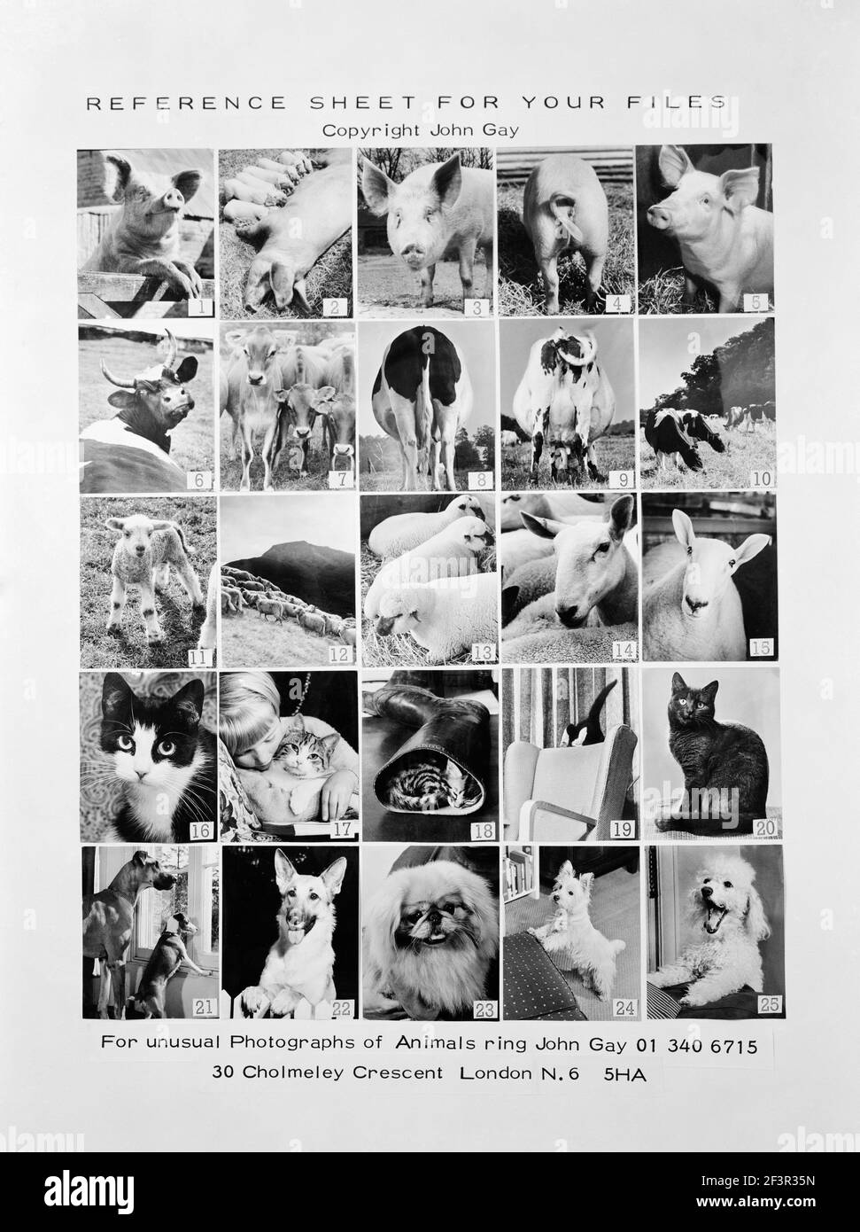 Photograph of promotional reference sheet of unusual photographs of animals taken by John Gay. November 1970. pig, cow, cattle, lamb Stock Photo