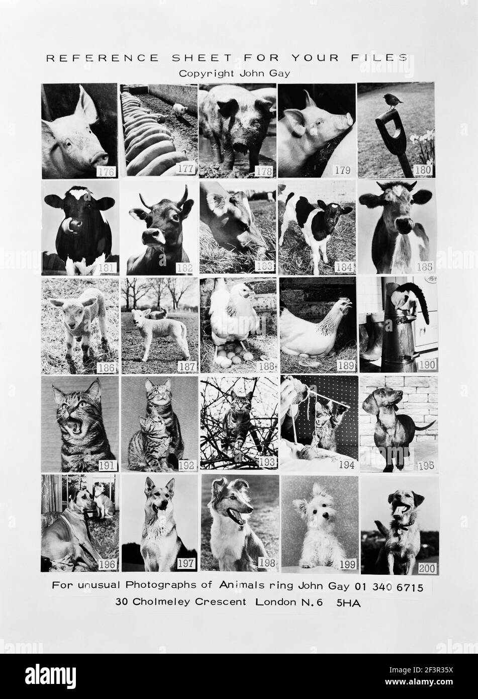 Photograph of promotional reference sheet of unusual photographs of animals taken by John Gay. November 1970. pig, cattle, lamb, chicken, calf, cow Stock Photo