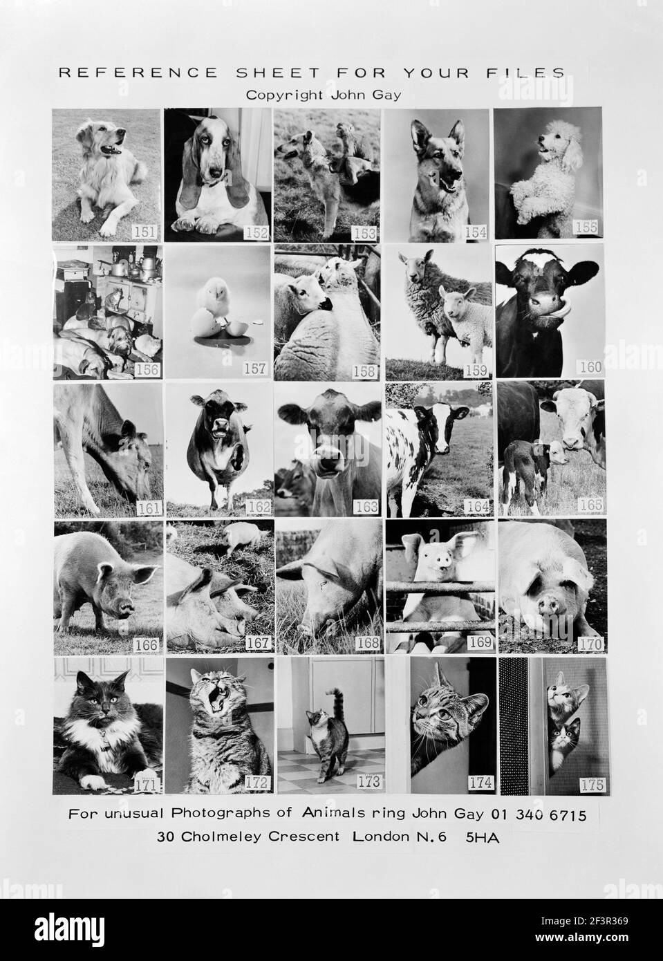 Photograph of promotional reference sheet of unusual photographs of animals taken by John Gay. November 1970. cow, cattle, calf, lamb, chick, pig Stock Photo