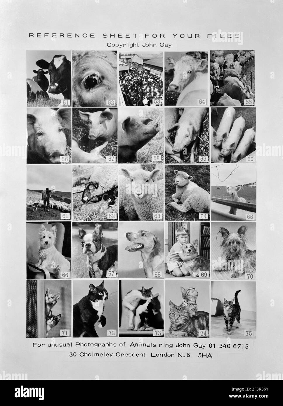 Photograph of promotional reference sheet of unusual photographs of animals taken by John Gay. November 1970. cow, cattle, pig, lamb Stock Photo