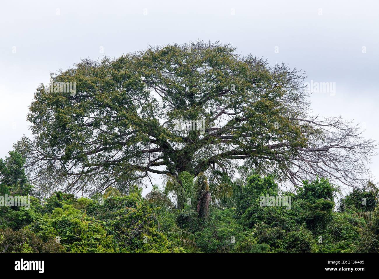 Brazil Nut Tree High Resolution Stock Photography And Images Alamy