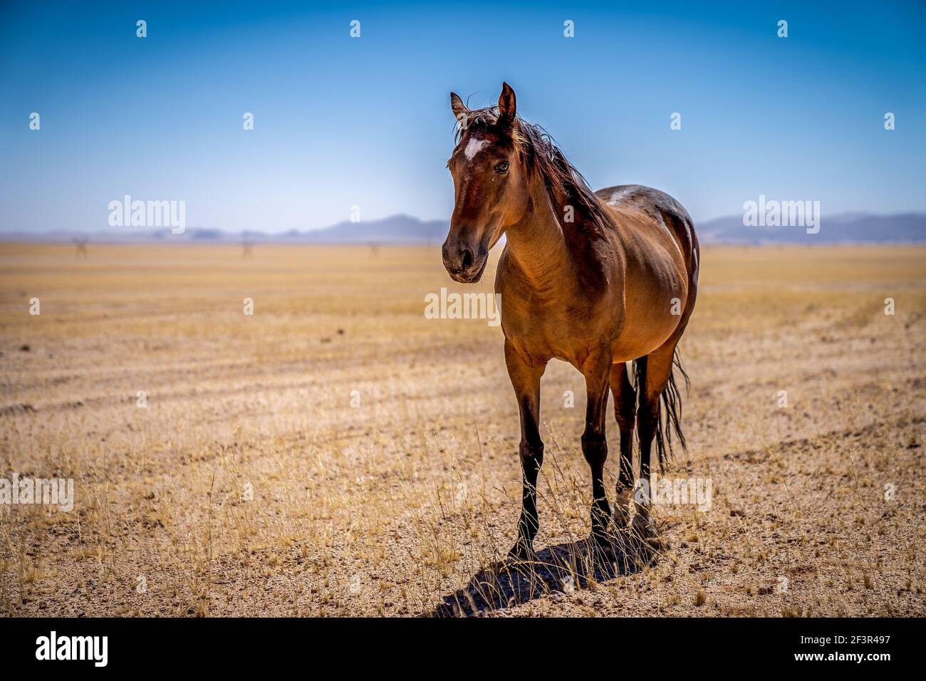 A Wild horse of Garub, near the namib desert in namibia Stock Photo