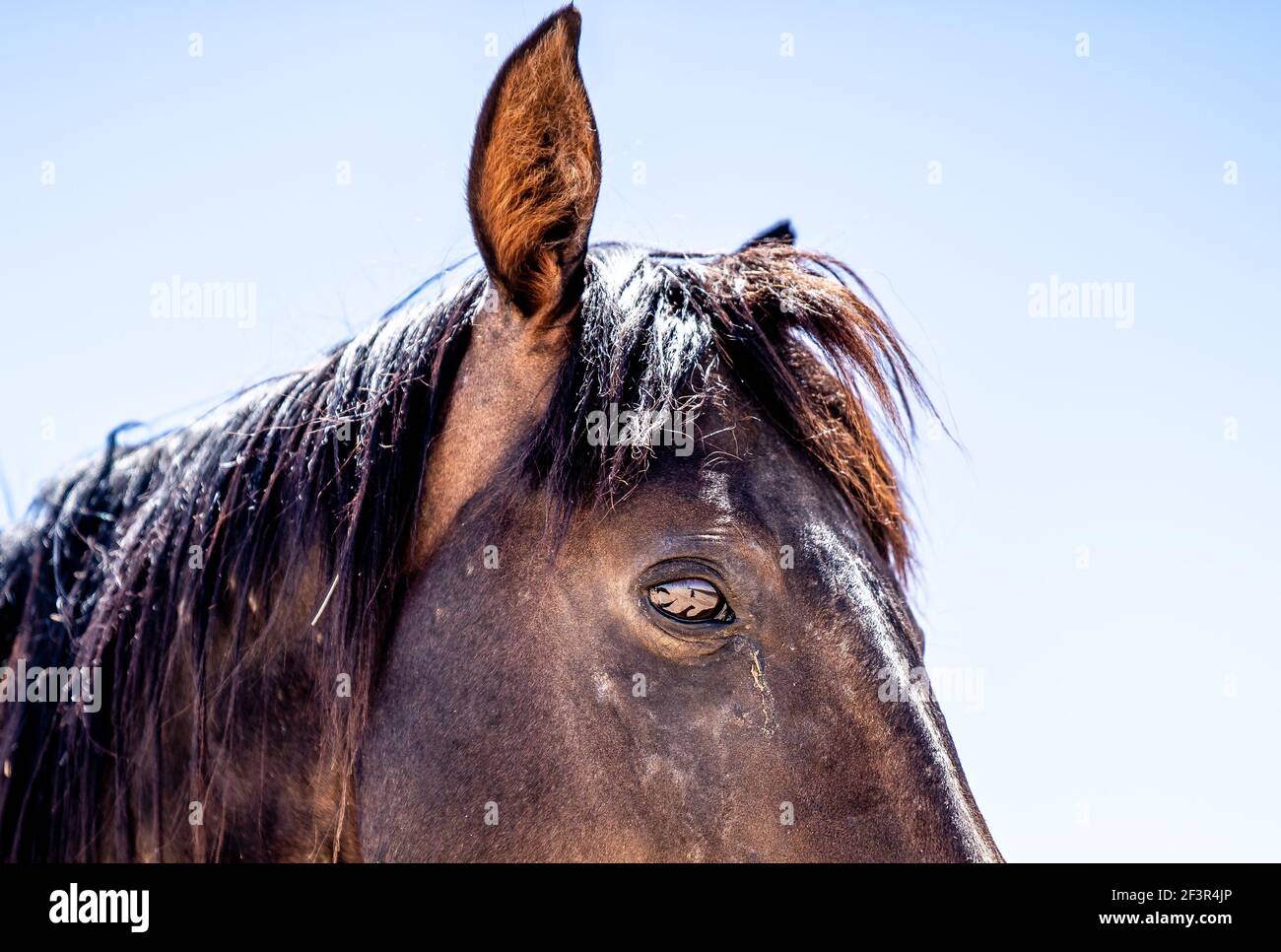 A Wild horse of Garub, near the namib desert in namibia Stock Photo
