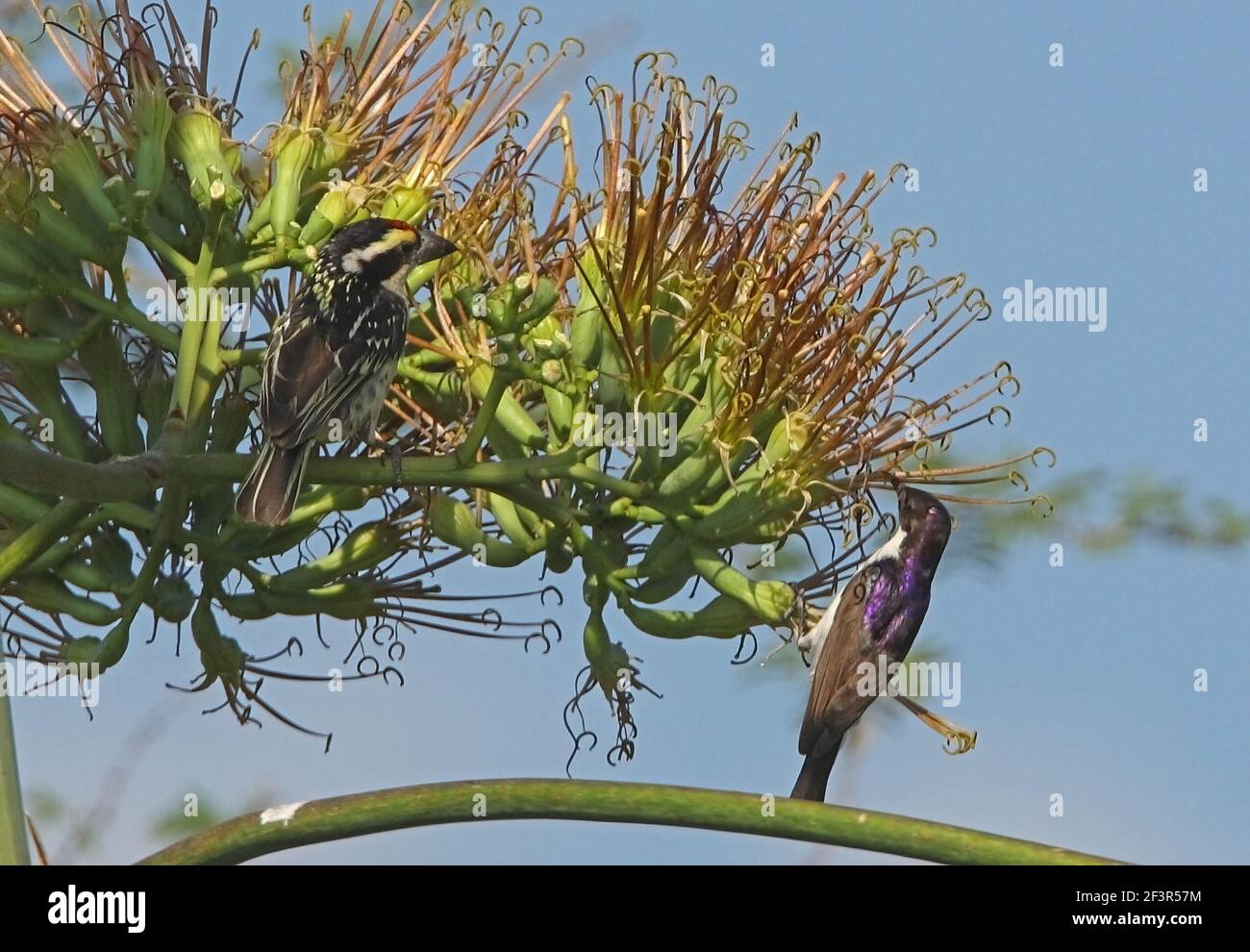 Eastern Violet-backed Sunbird (Anthreptes orientalis) male and Red-fronted Barbet (Tricholaema diademata) feeding on flowers Lake Baringo, Kenya Stock Photo