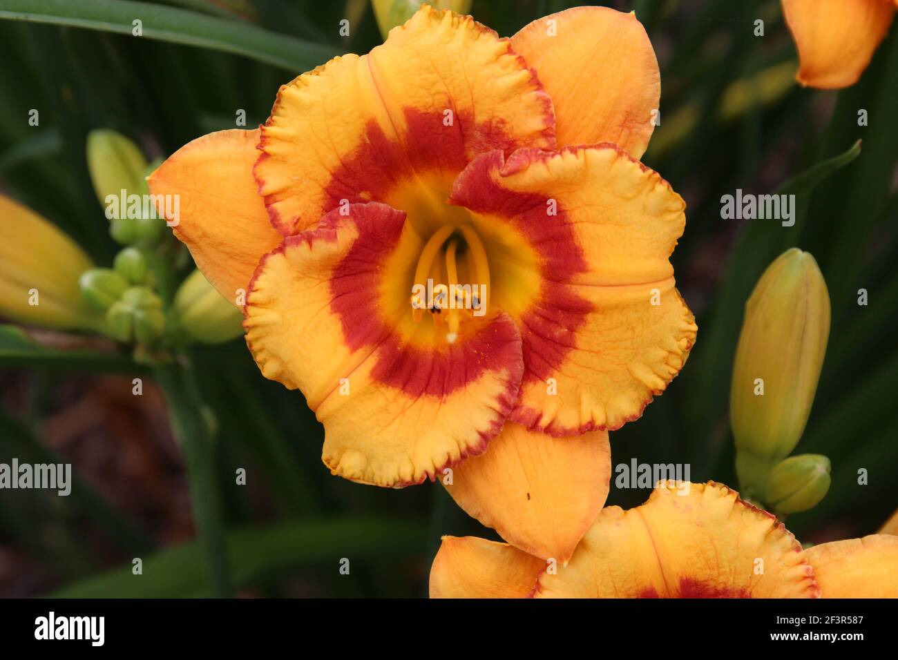 Close up of the pistils, stamens and petals of a Fox Point Daylily Stock Photo